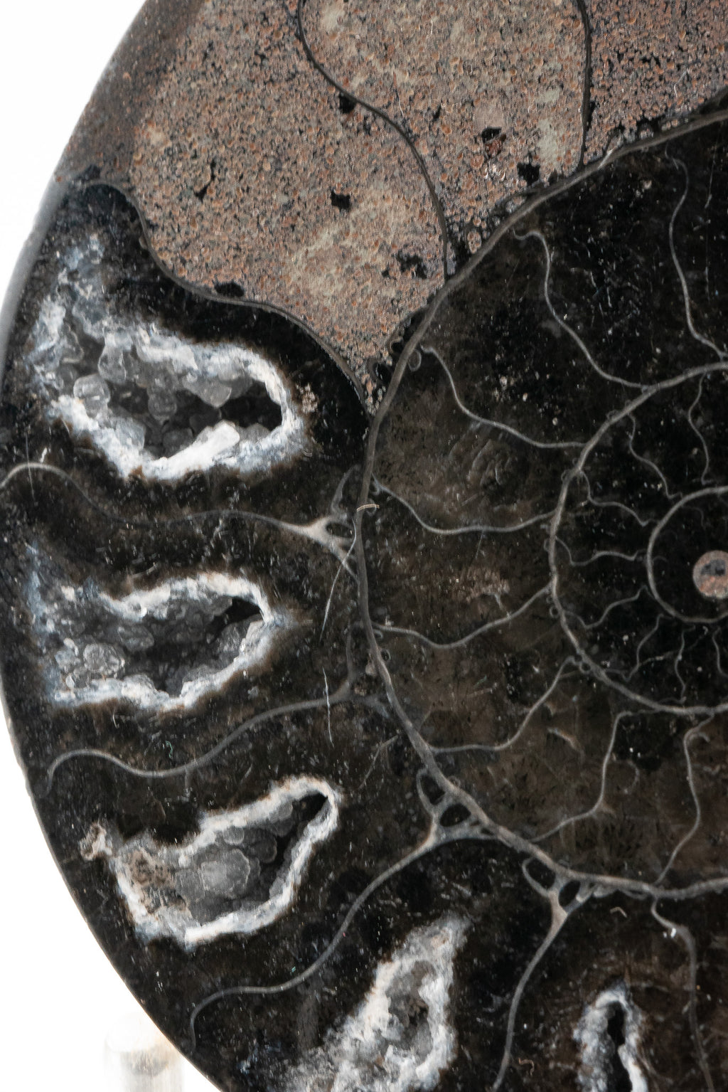 Black Ammonite Slice - Madagascar