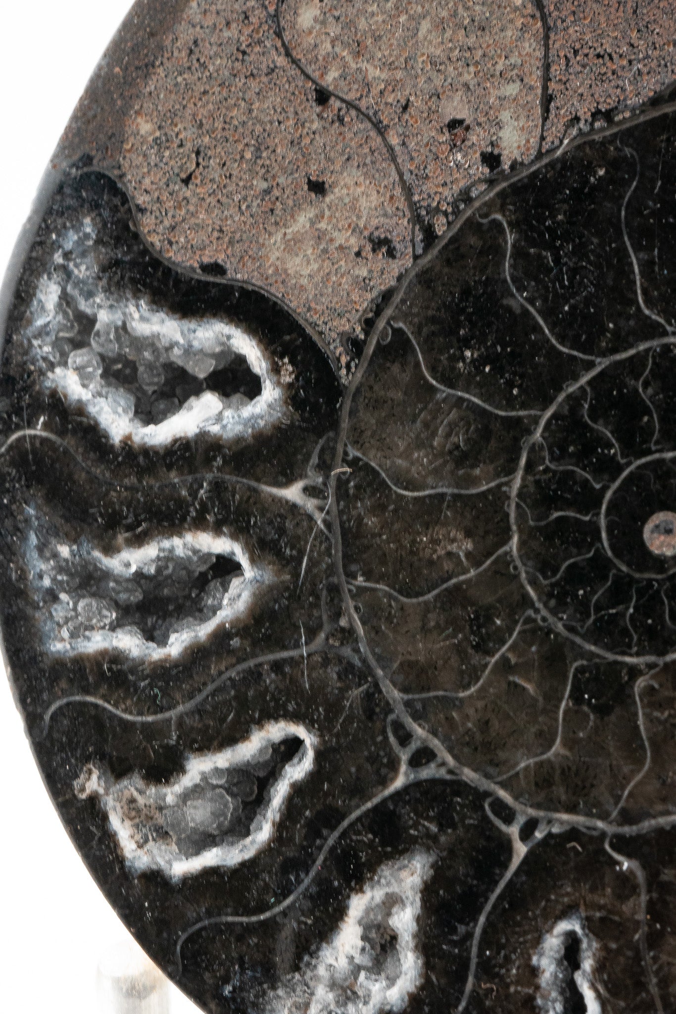 Black Ammonite Slice - Madagascar