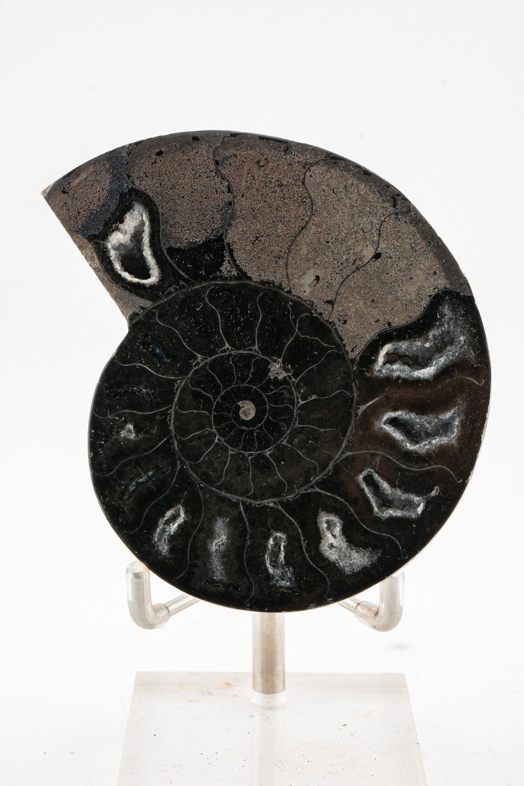 Black Ammonite Slice - Madagascar
