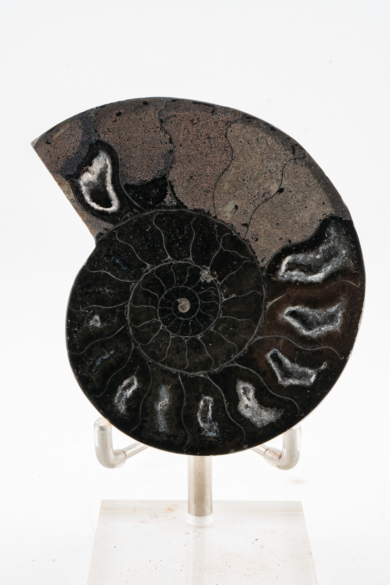 Black Ammonite Slice - Madagascar