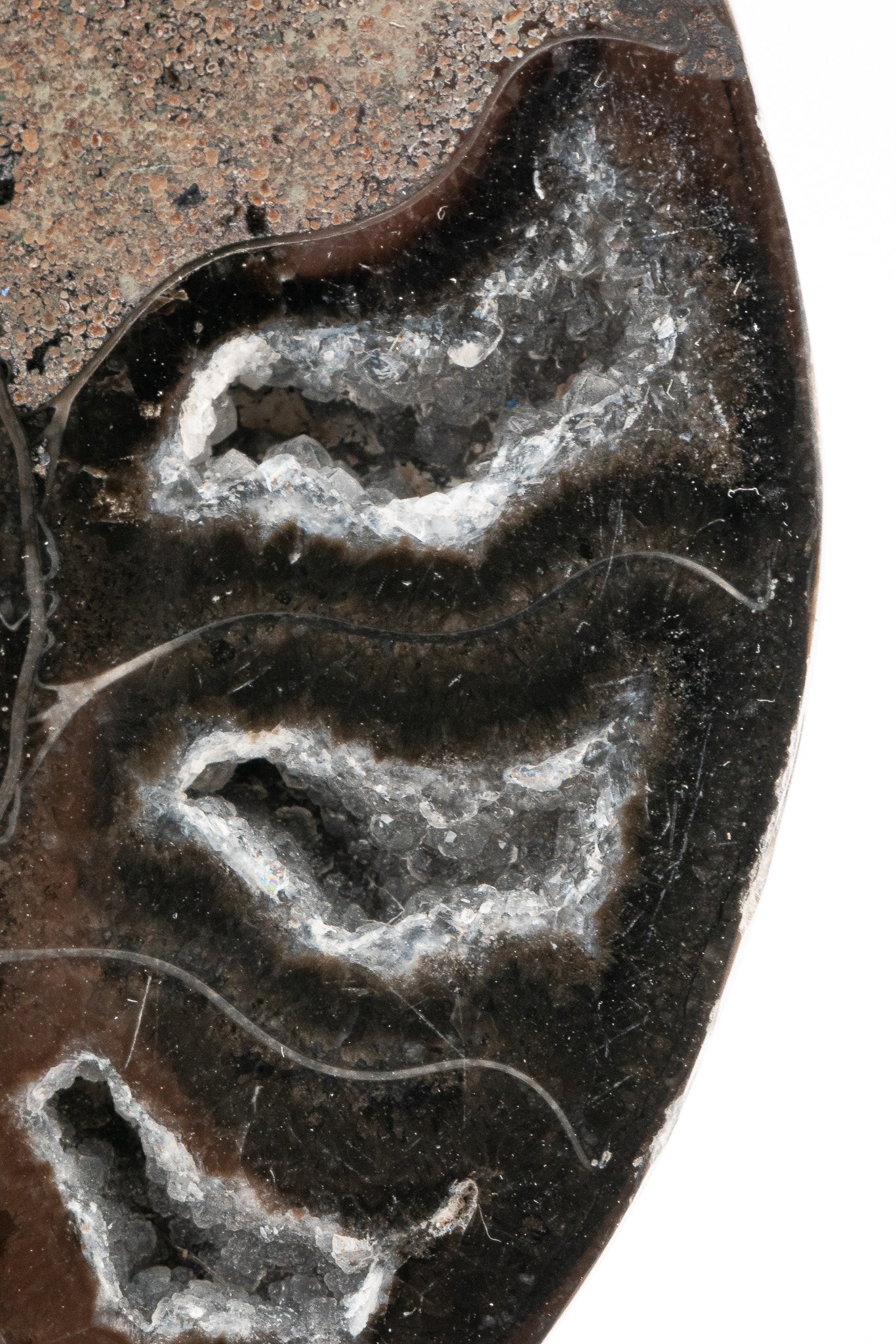 Black Ammonite Slice - Madagascar