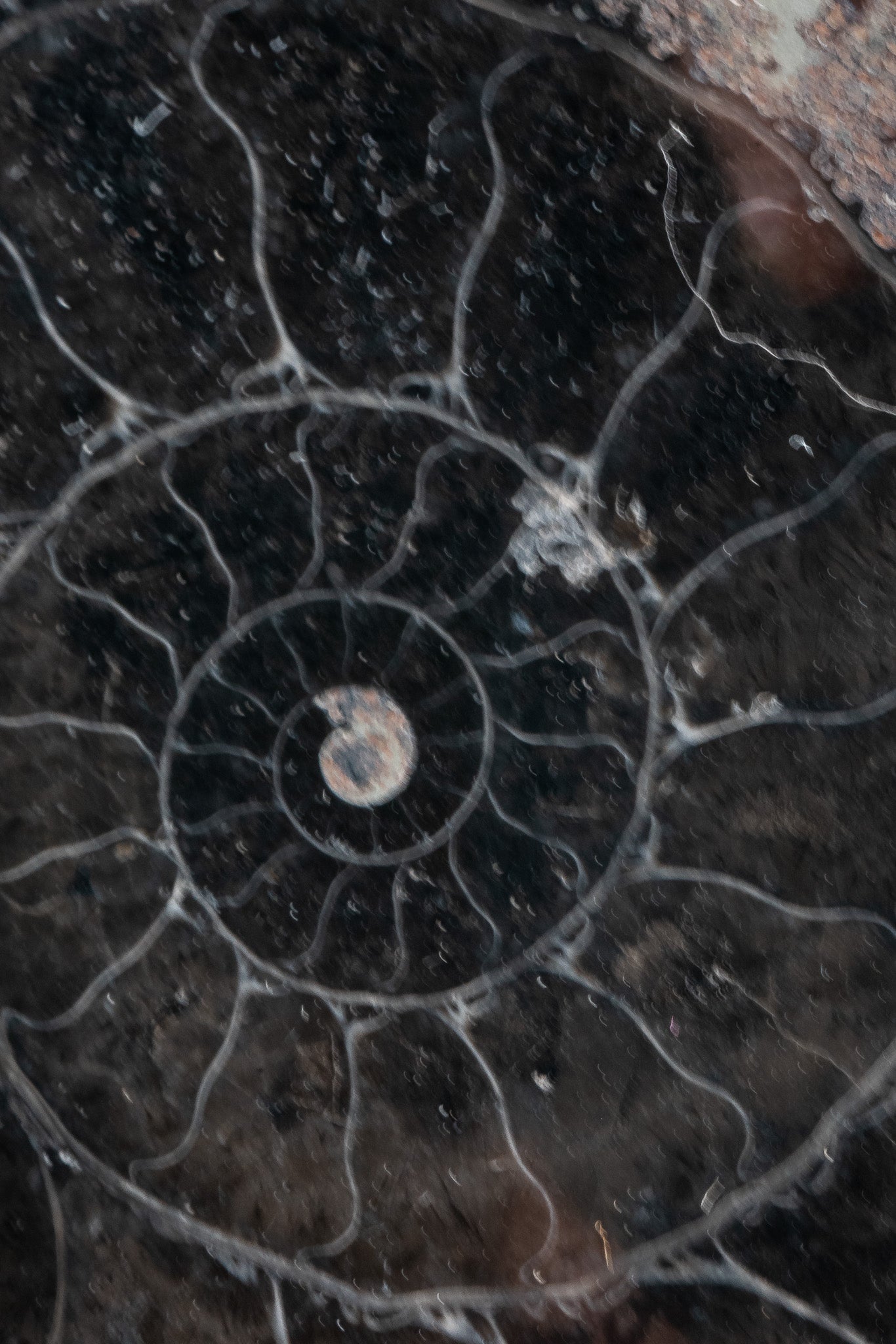 Black Ammonite Slice - Madagascar