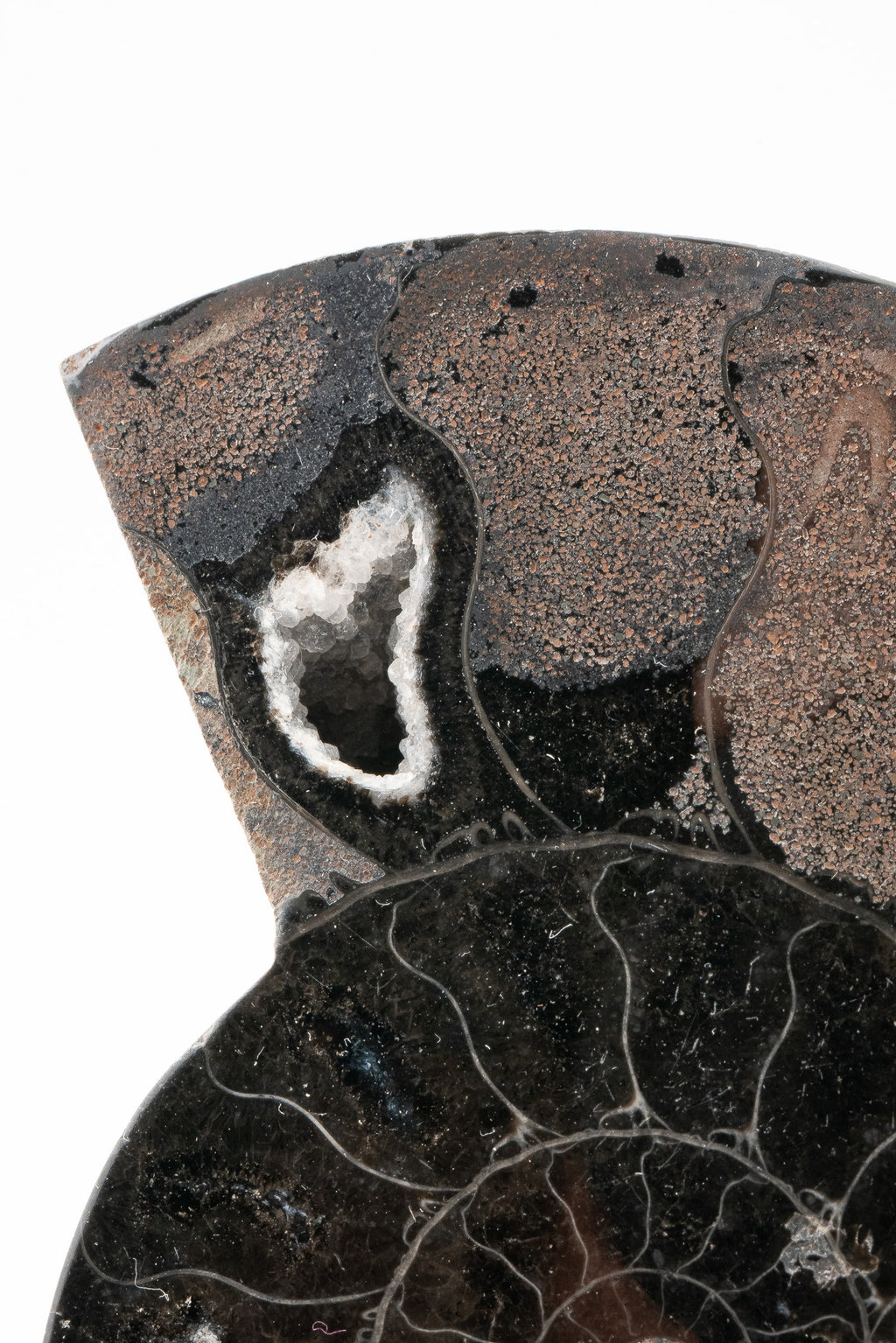Black Ammonite Slice - Madagascar