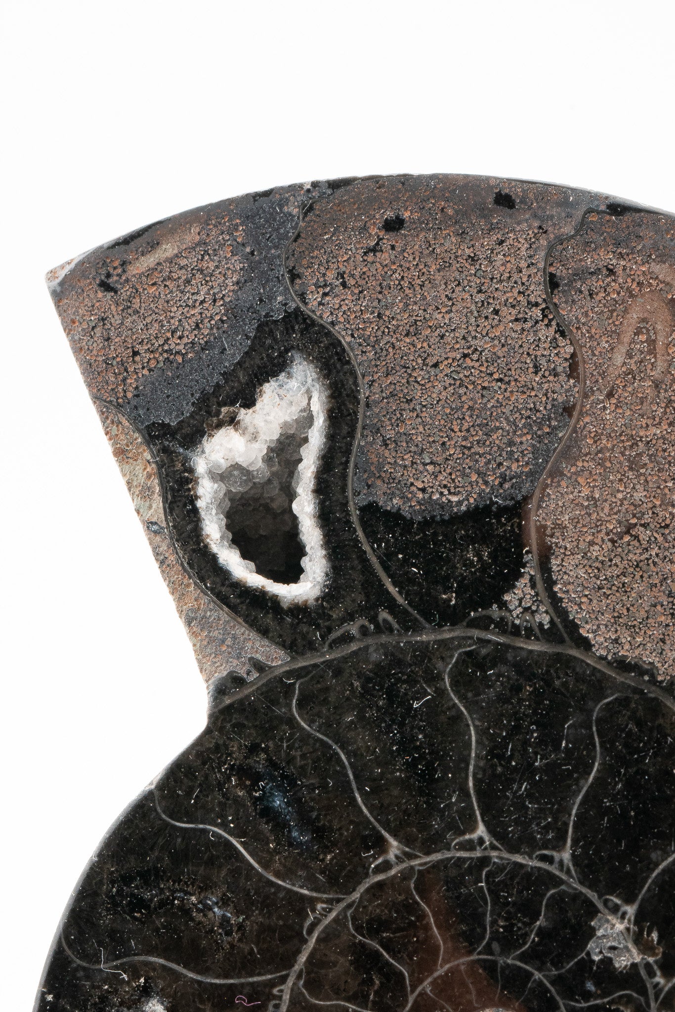 Black Ammonite Slice - Madagascar