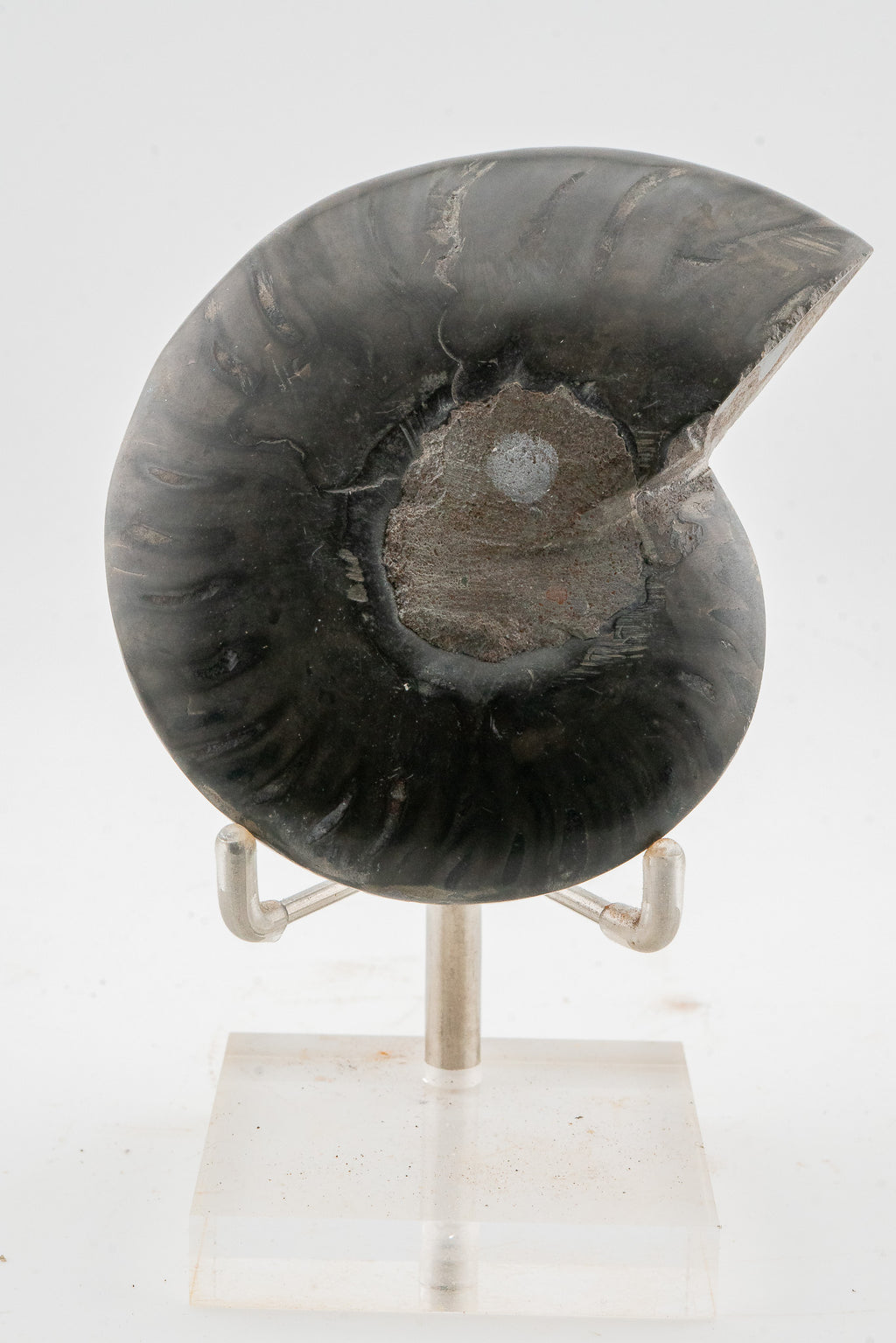 Black Ammonite Slice - Madagascar