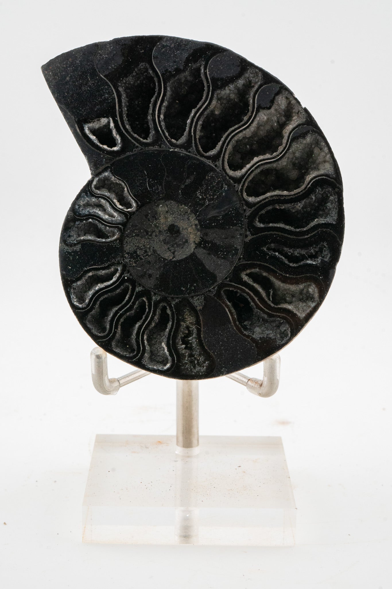 Black Ammonite Slice - Madagascar