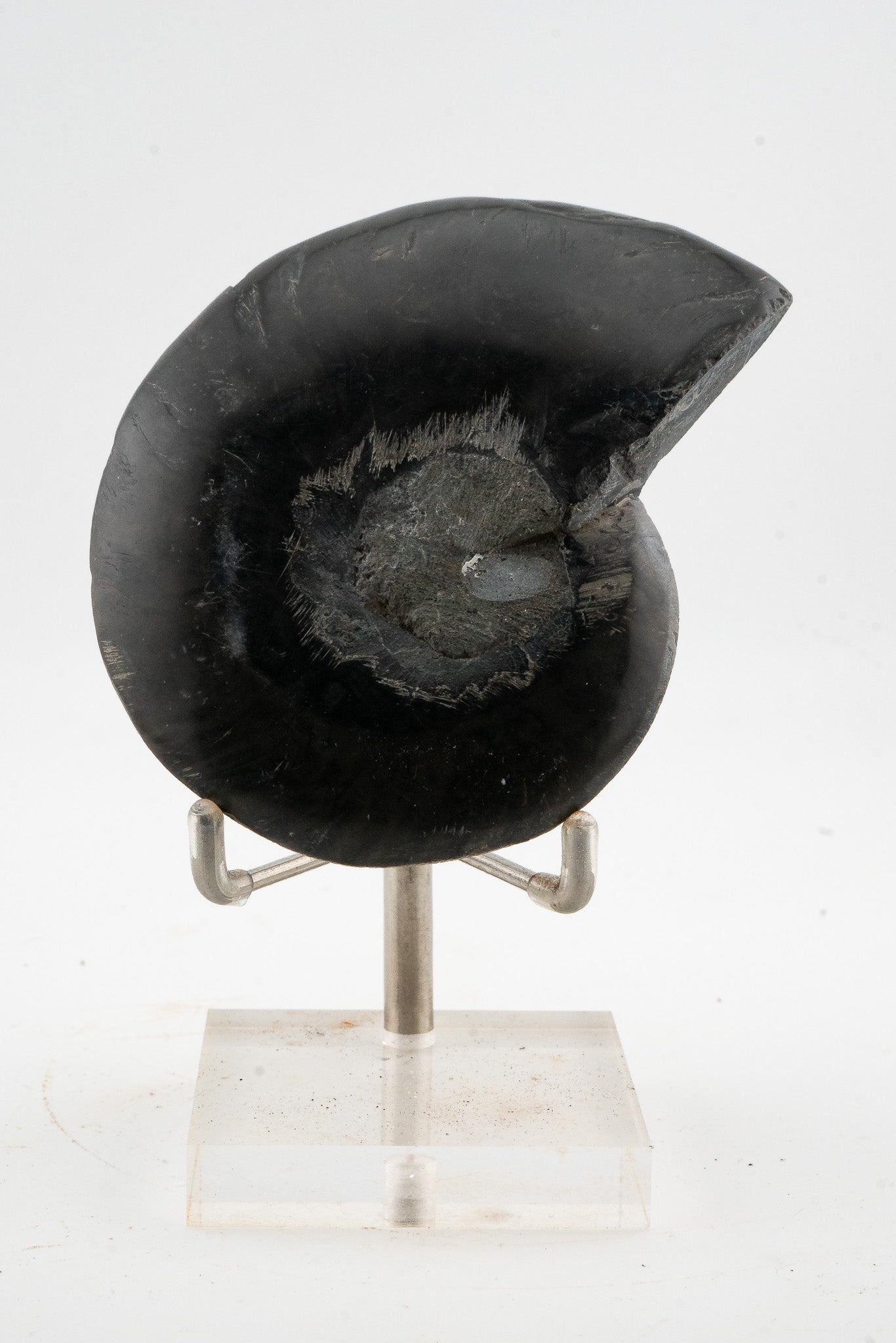 Black Ammonite Slice - Madagascar