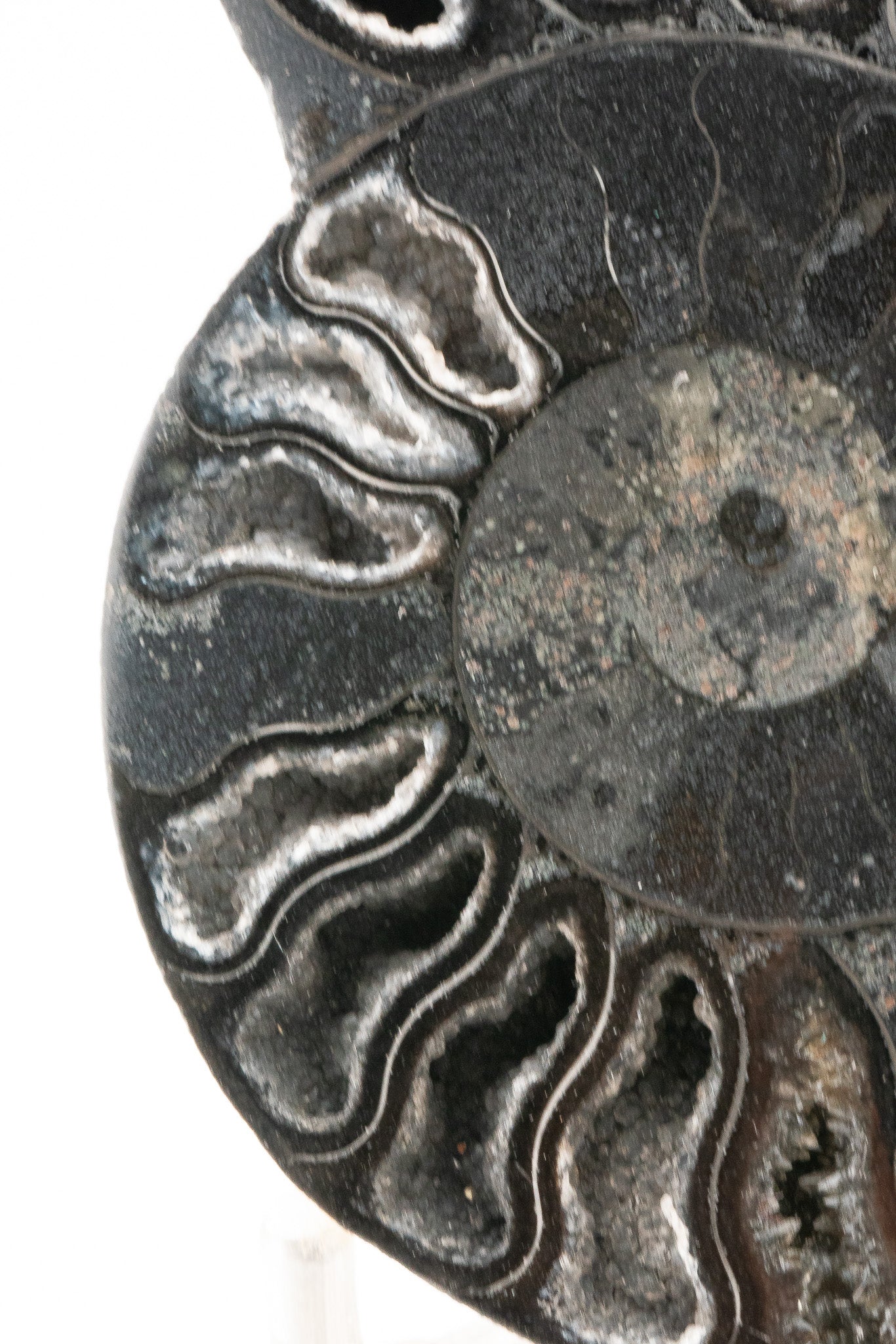 Black Ammonite Slice - Madagascar