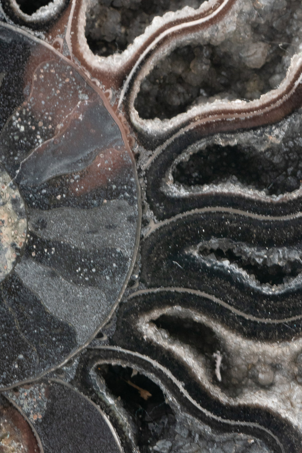Black Ammonite Slice - Madagascar