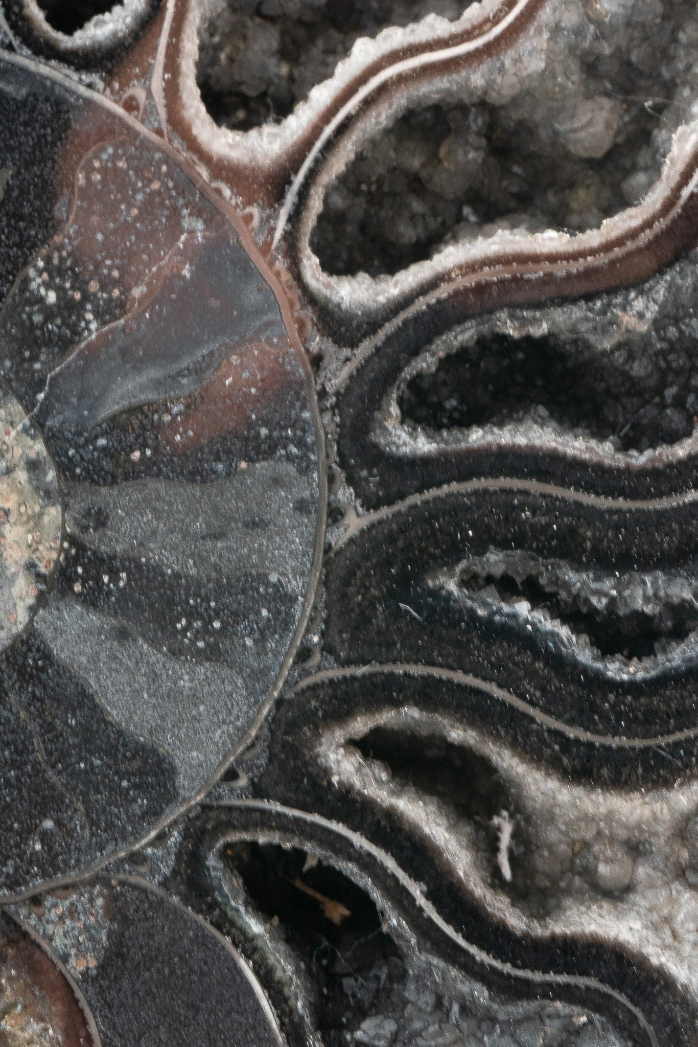 Black Ammonite Slice - Madagascar