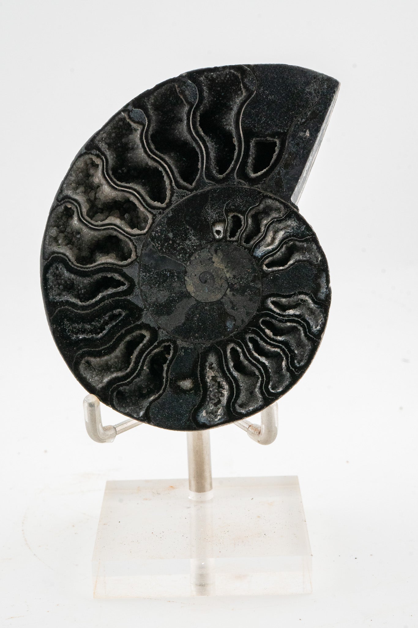 Black Ammonite Slice - Madagascar