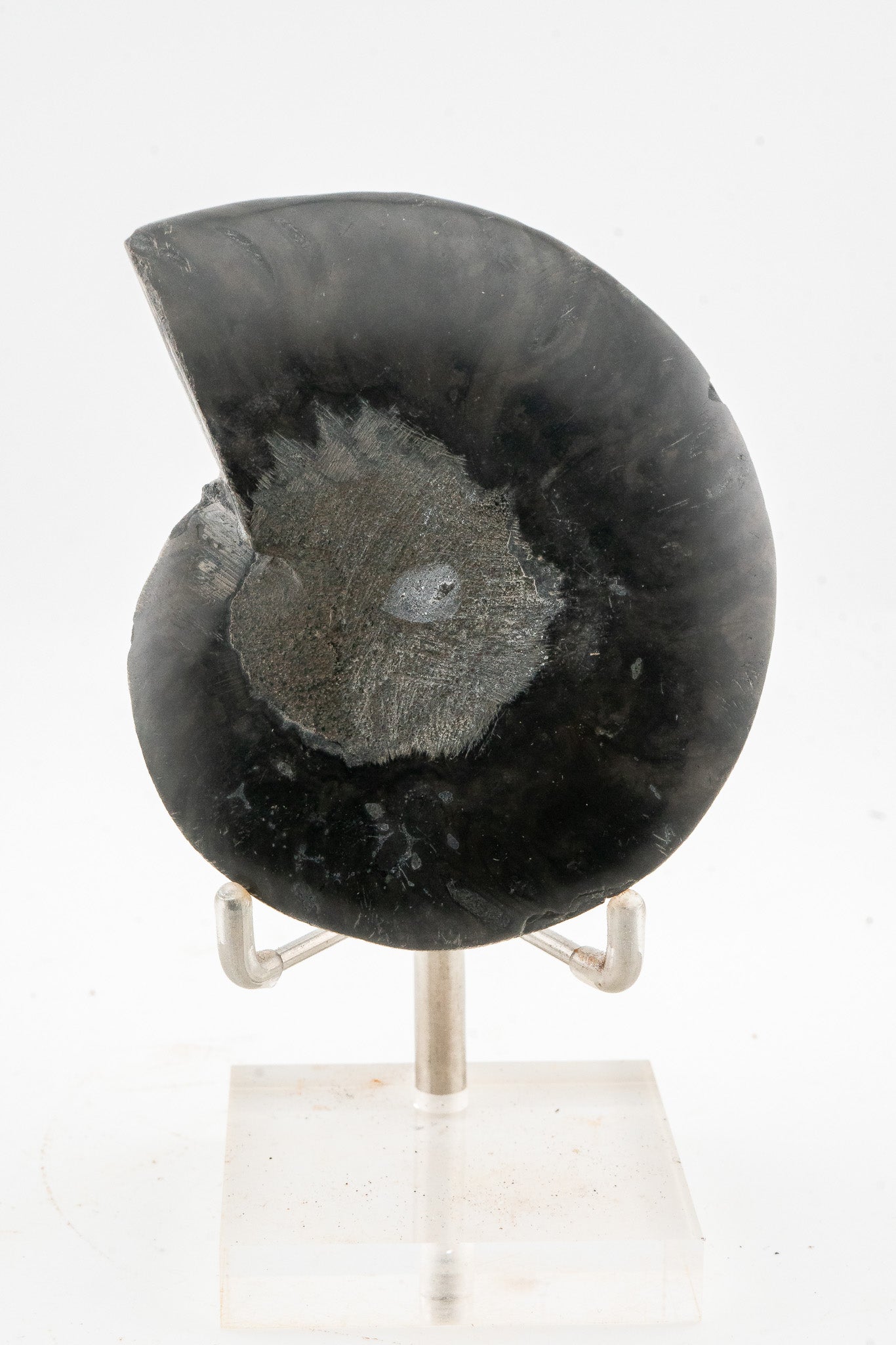 Black Ammonite Slice - Madagascar