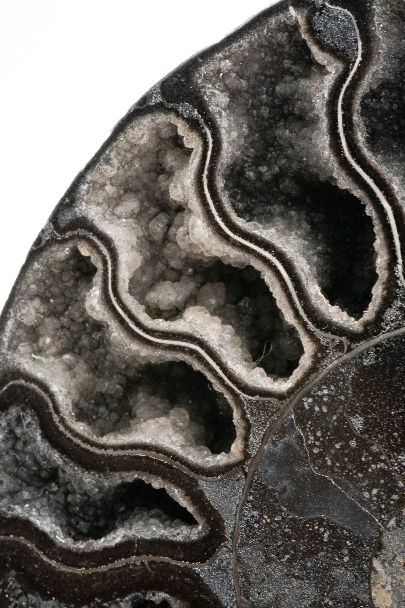 Black Ammonite Slice - Madagascar