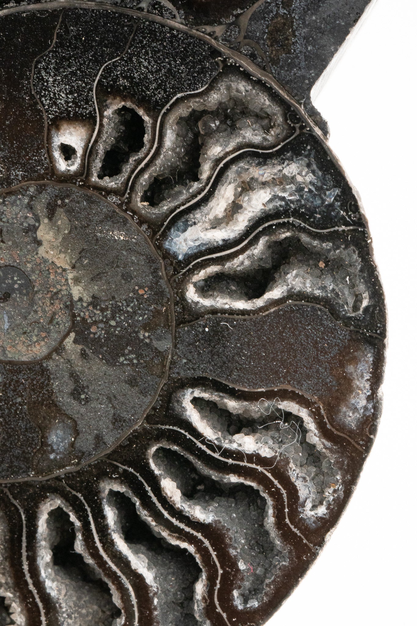 Black Ammonite Slice - Madagascar