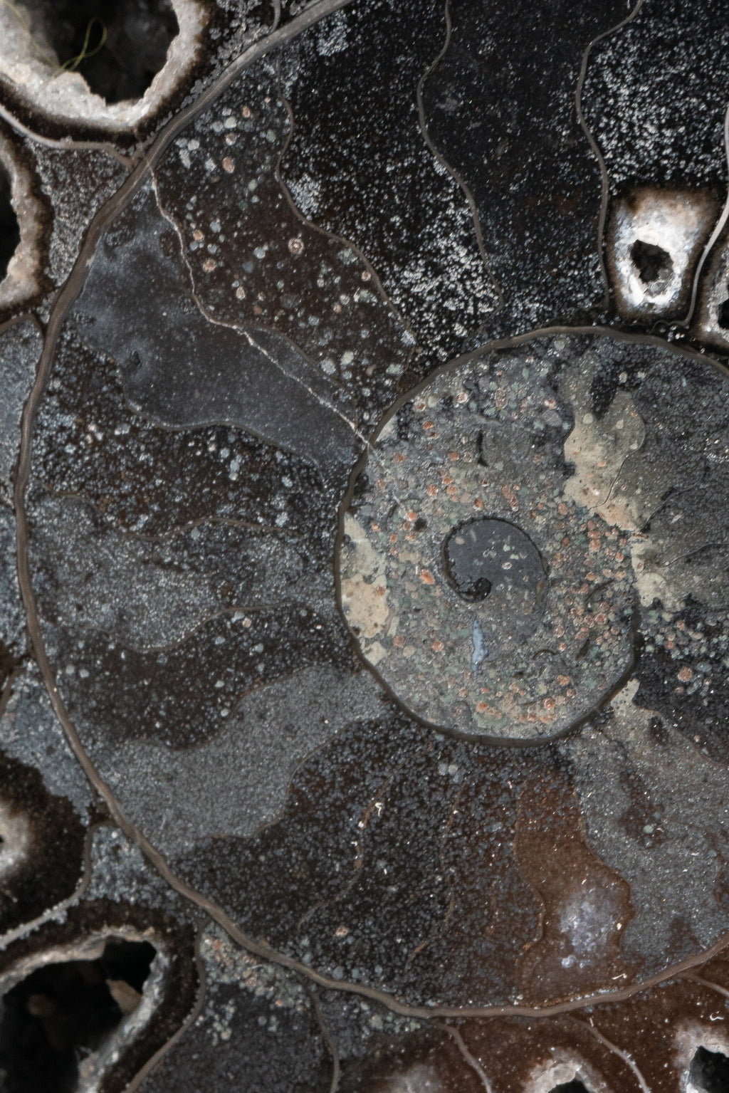 Black Ammonite Slice - Madagascar
