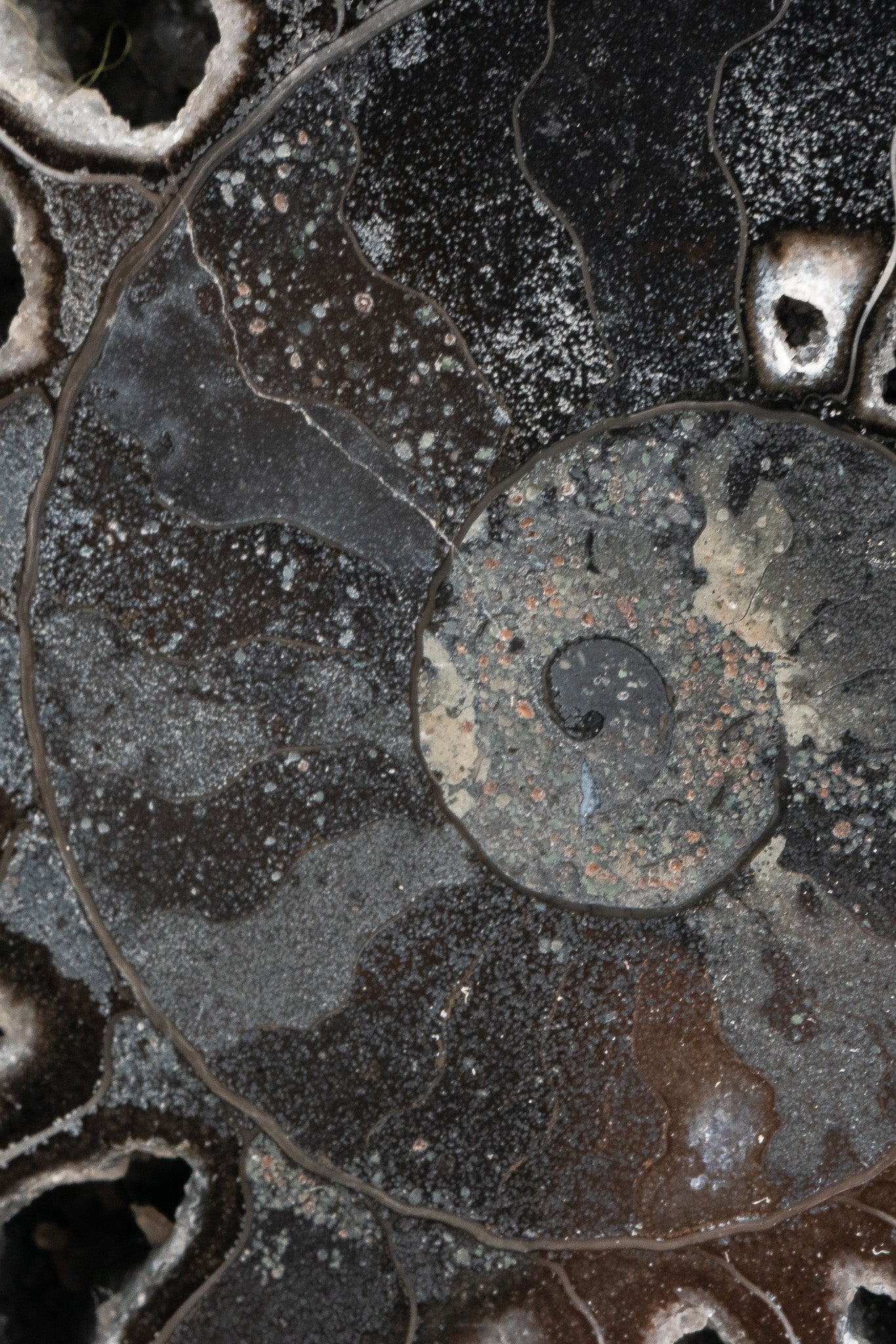 Black Ammonite Slice - Madagascar