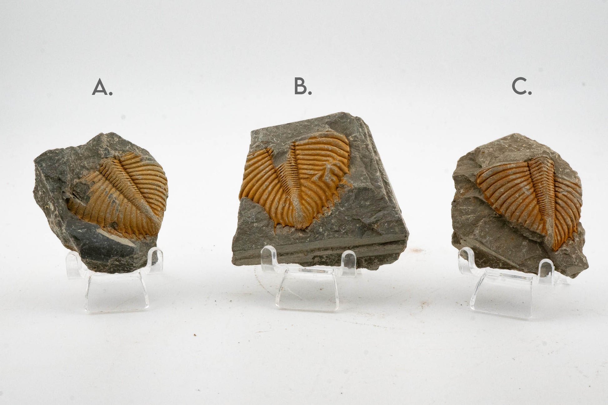 Trilobite Fossil - Shandong, China