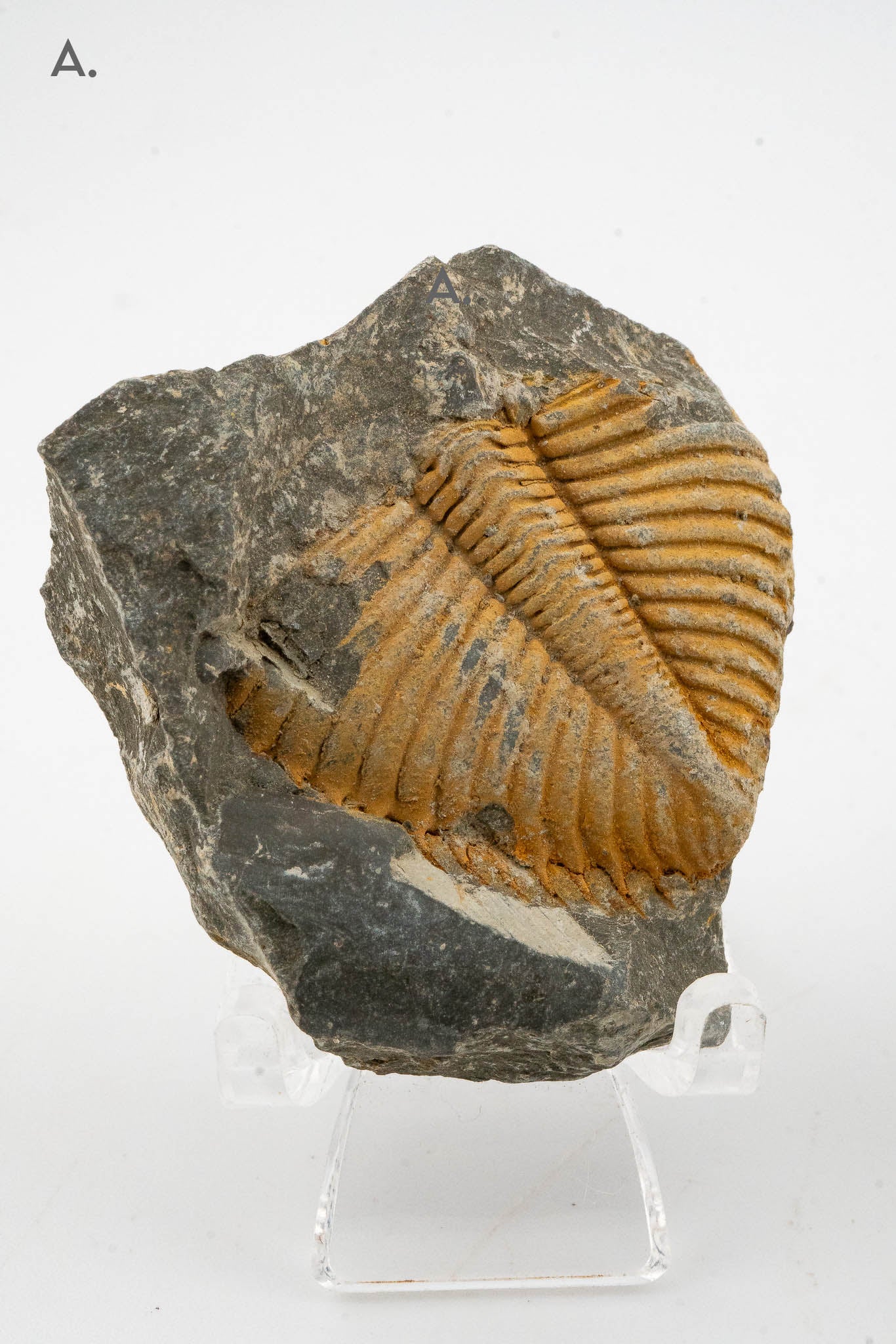 Trilobite Fossil - Shandong, China