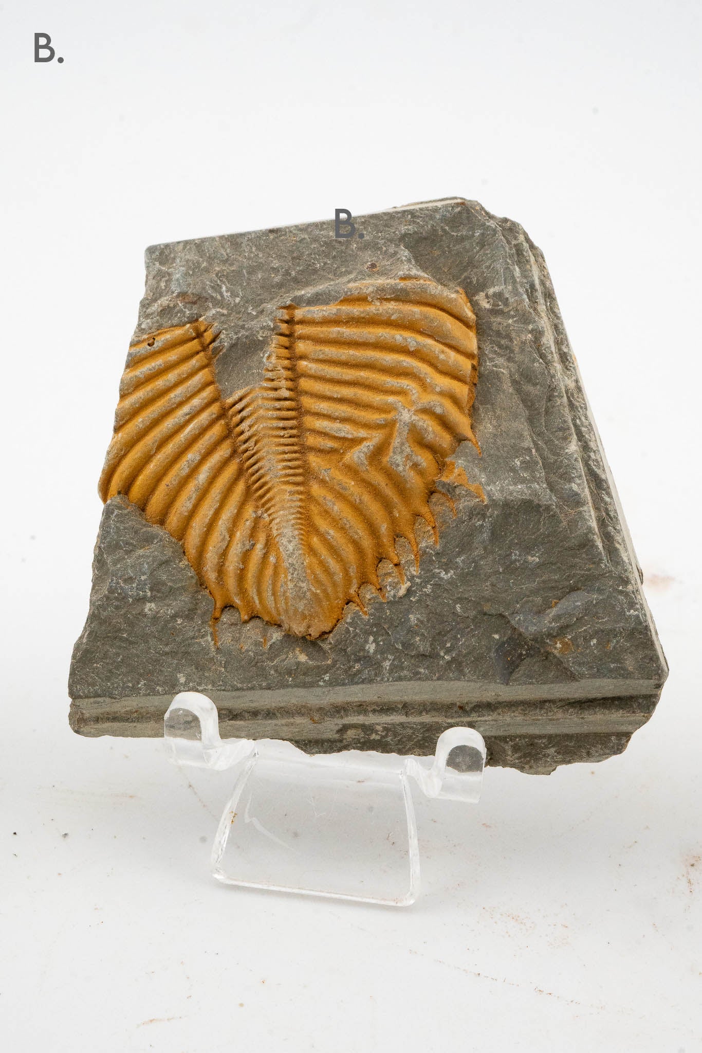 Trilobite Fossil - Shandong, China