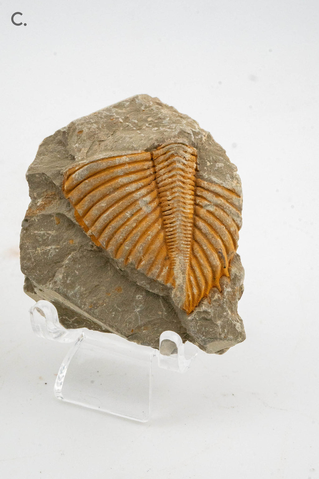 Trilobite Fossil - Shandong, China