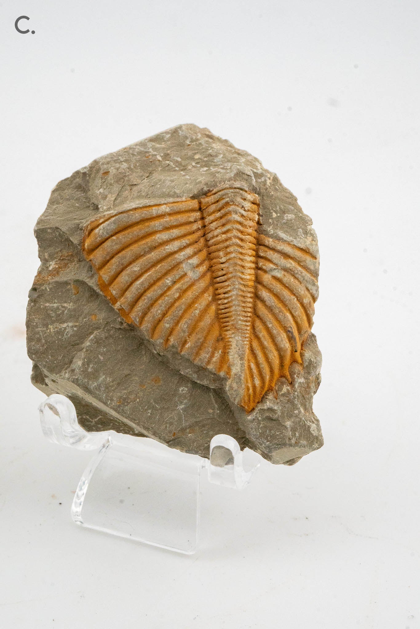 Trilobite Fossil - Shandong, China