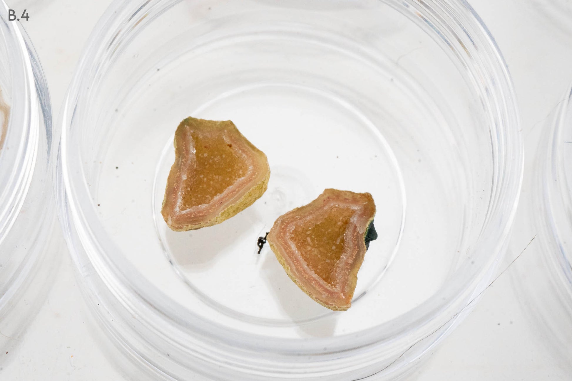 Baby Geodes - Rancho Agua Blanca, Tabasco Municipality, Zacatecas, Mexico