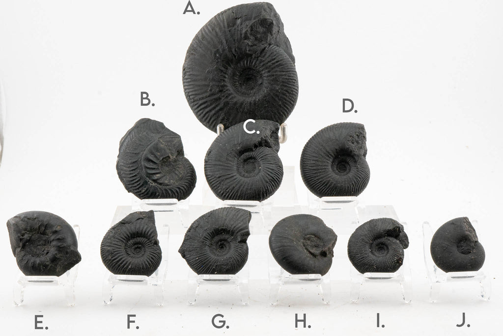 Black Ammonite Fossil