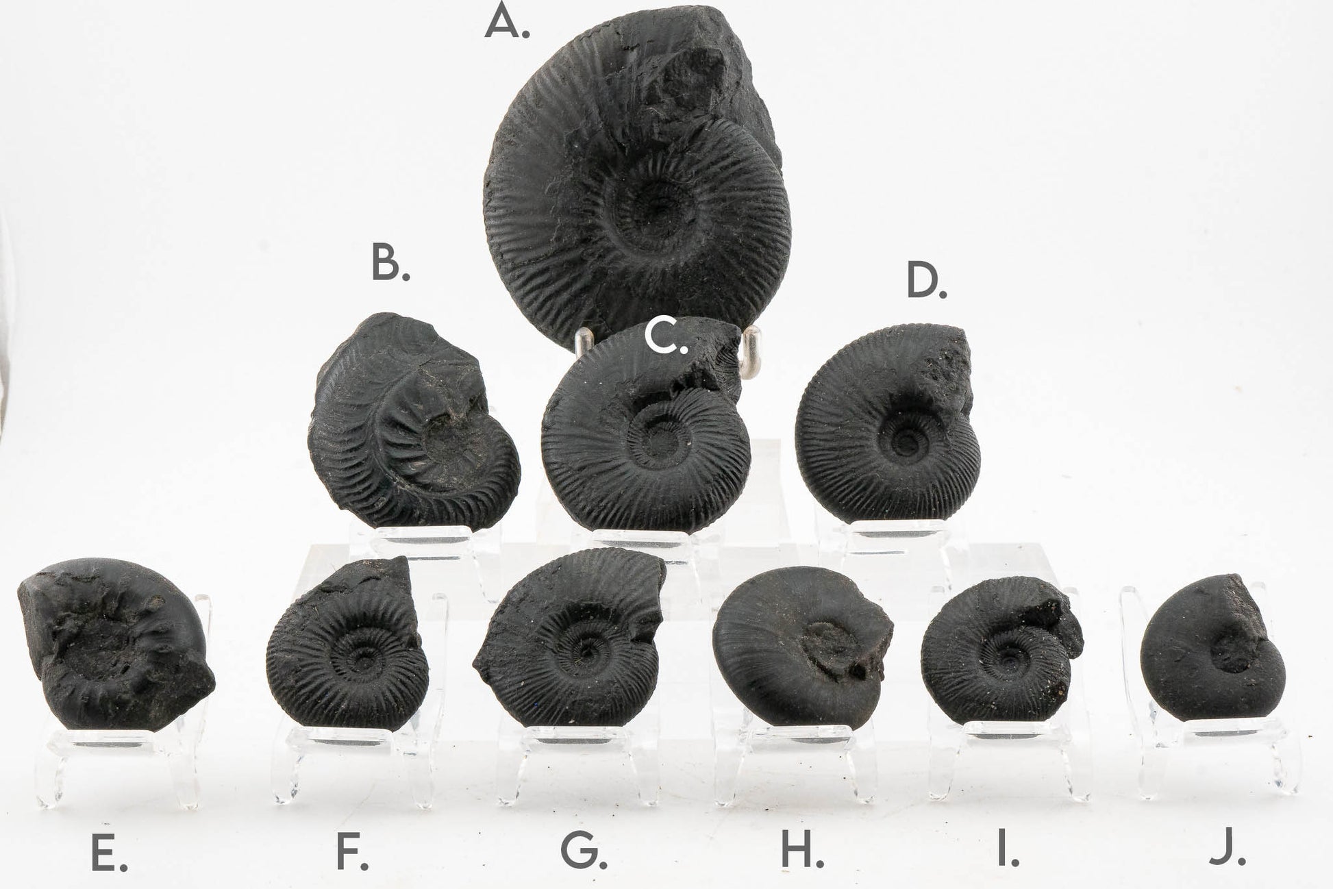 Black Ammonite Fossil