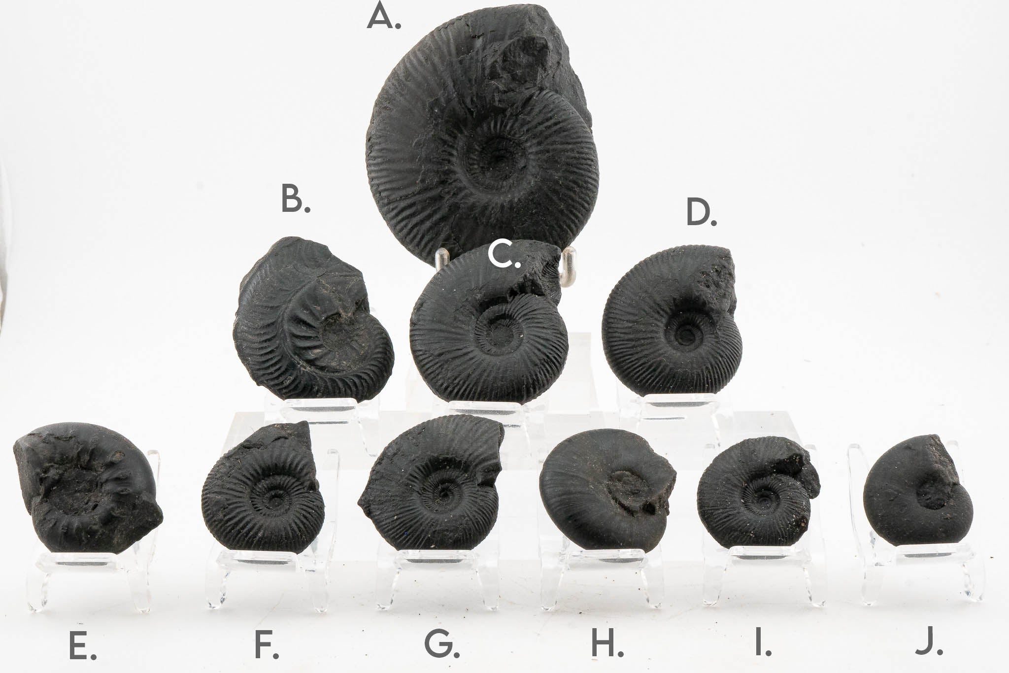 Black Ammonite Fossil