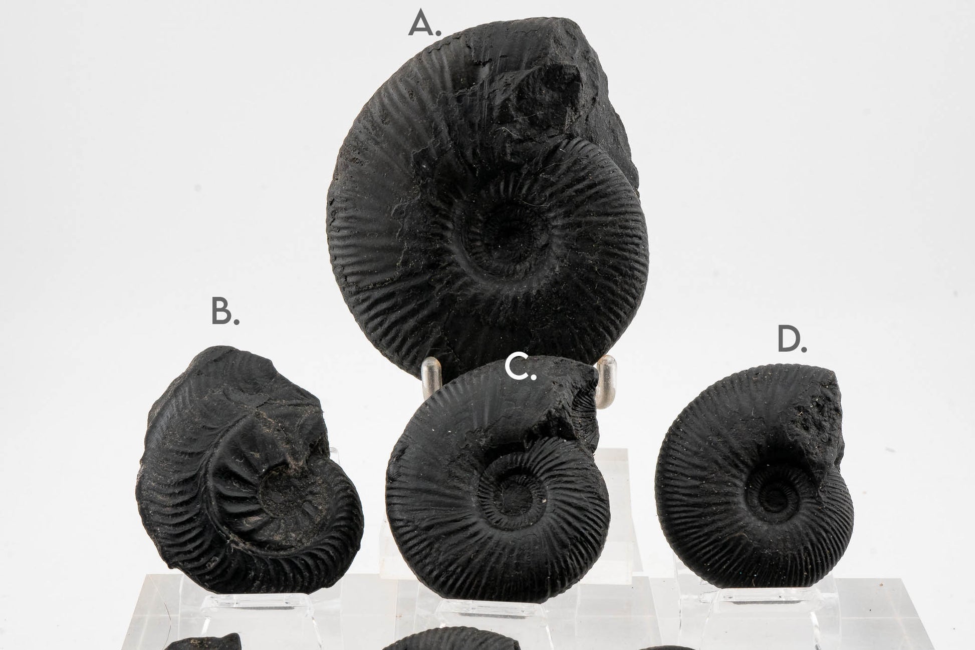 Black Ammonite Fossil