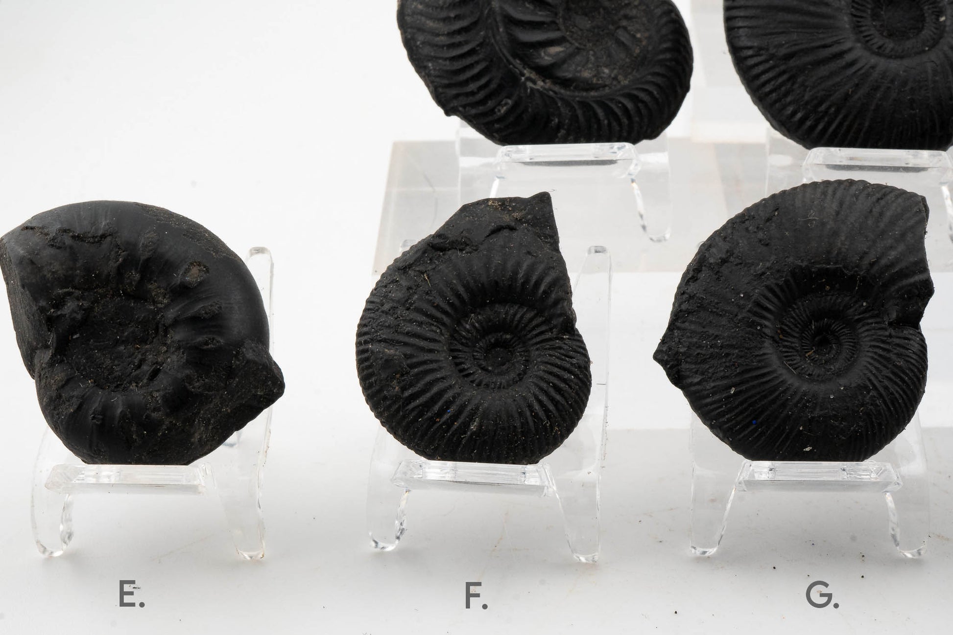 Black Ammonite Fossil