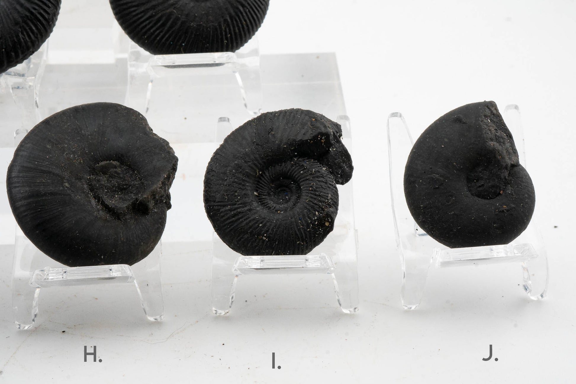 Black Ammonite Fossil
