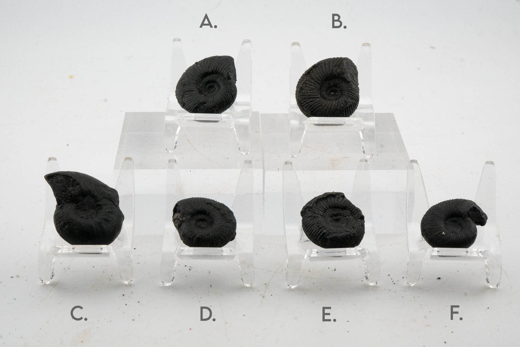 Black Ammonite Fossil