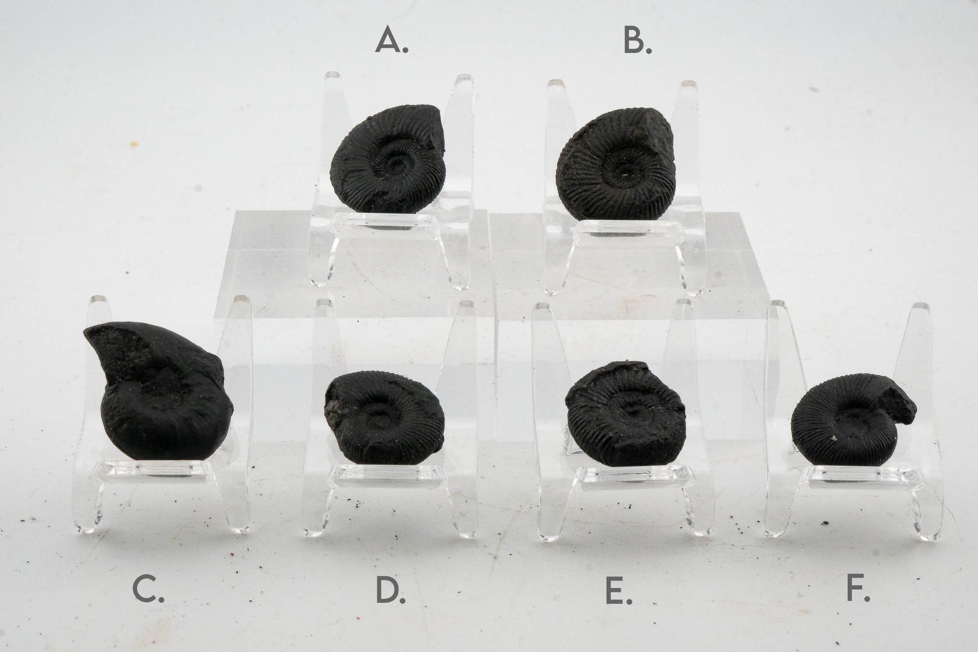 Black Ammonite Fossil