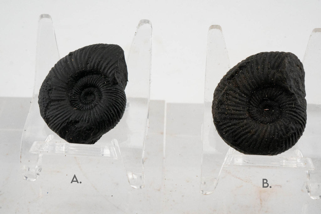 Black Ammonite Fossil