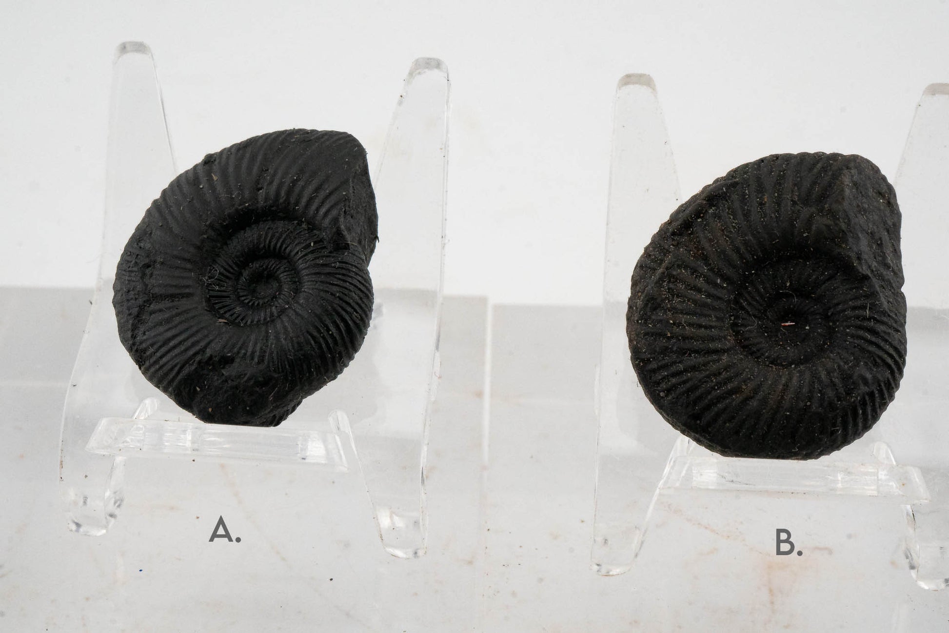 Black Ammonite Fossil