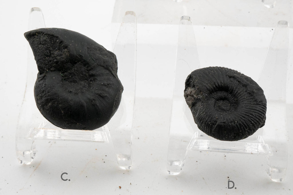 Black Ammonite Fossil