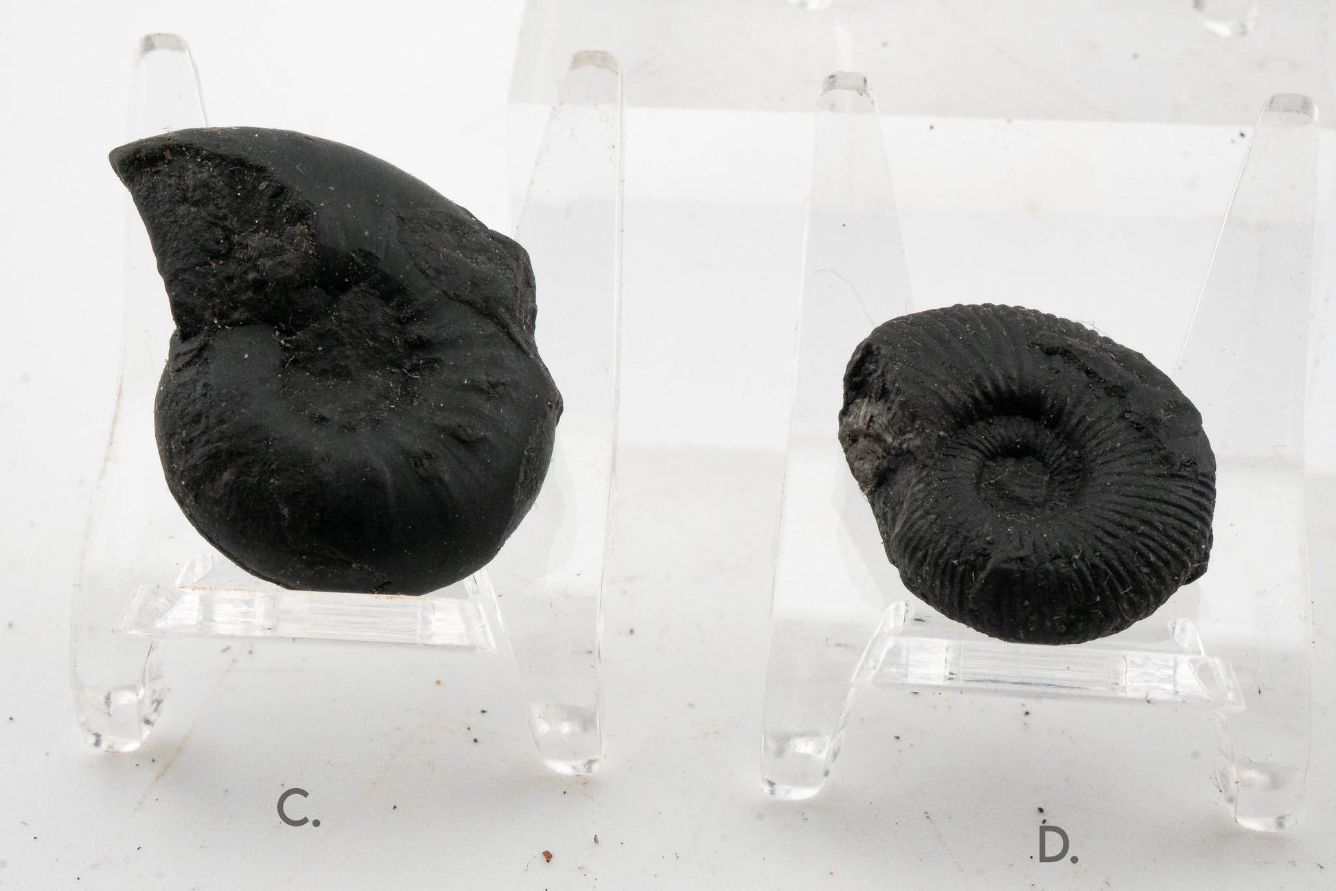 Black Ammonite Fossil