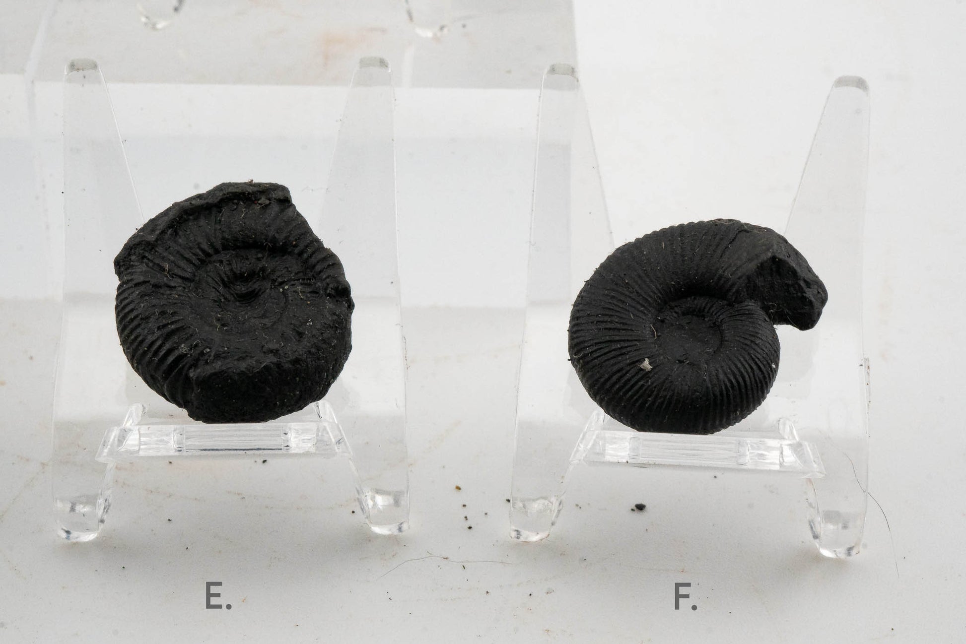 Black Ammonite Fossil