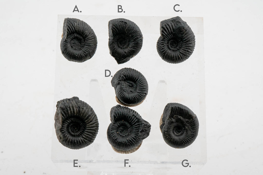 Black Ammonite Fossil - Small