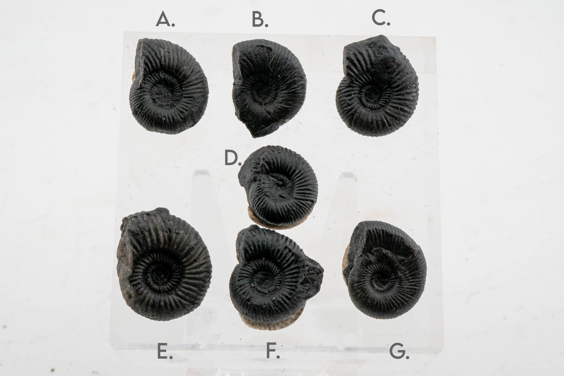 Black Ammonite Fossil - Small