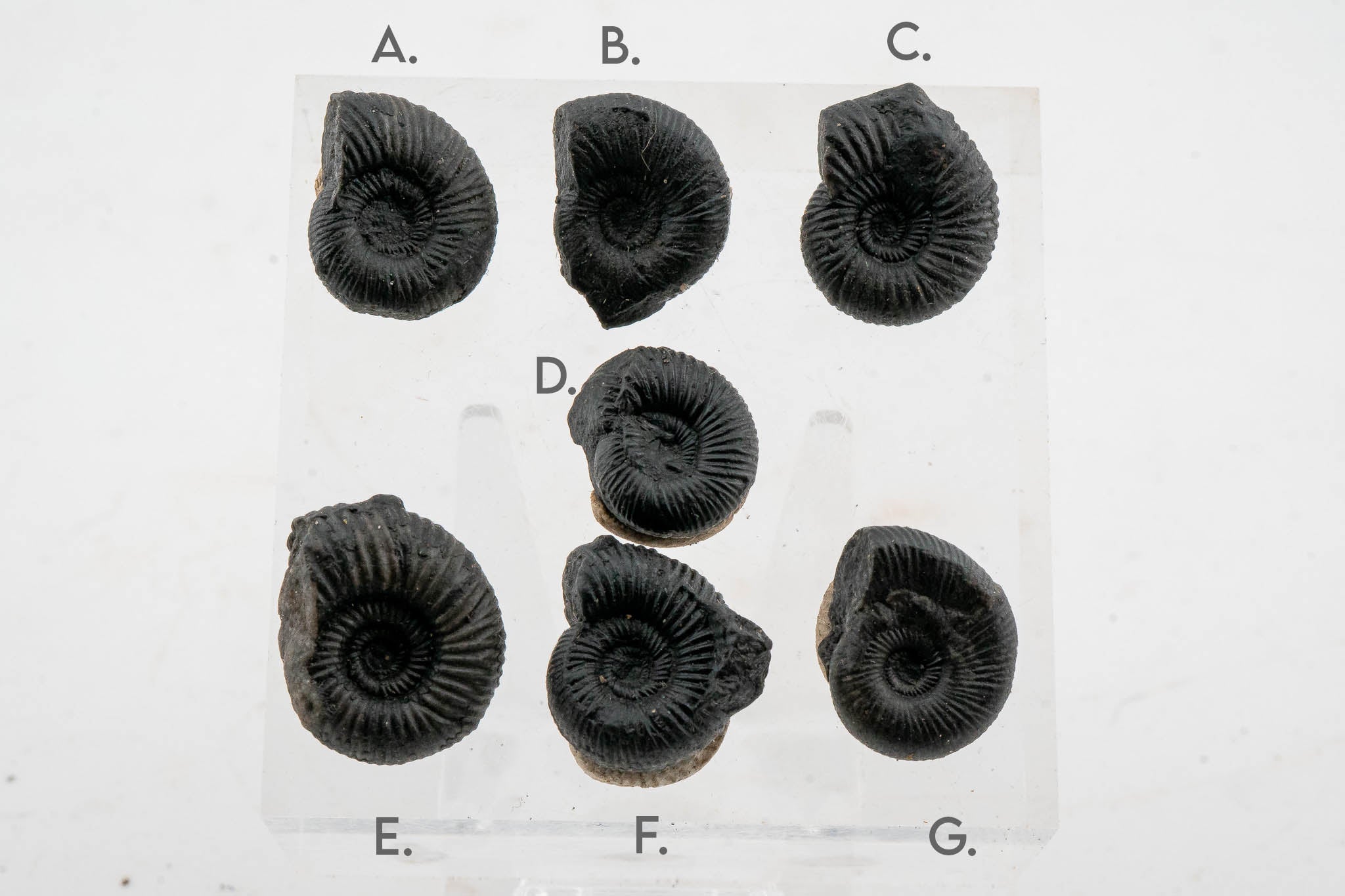 Black Ammonite Fossil - Small