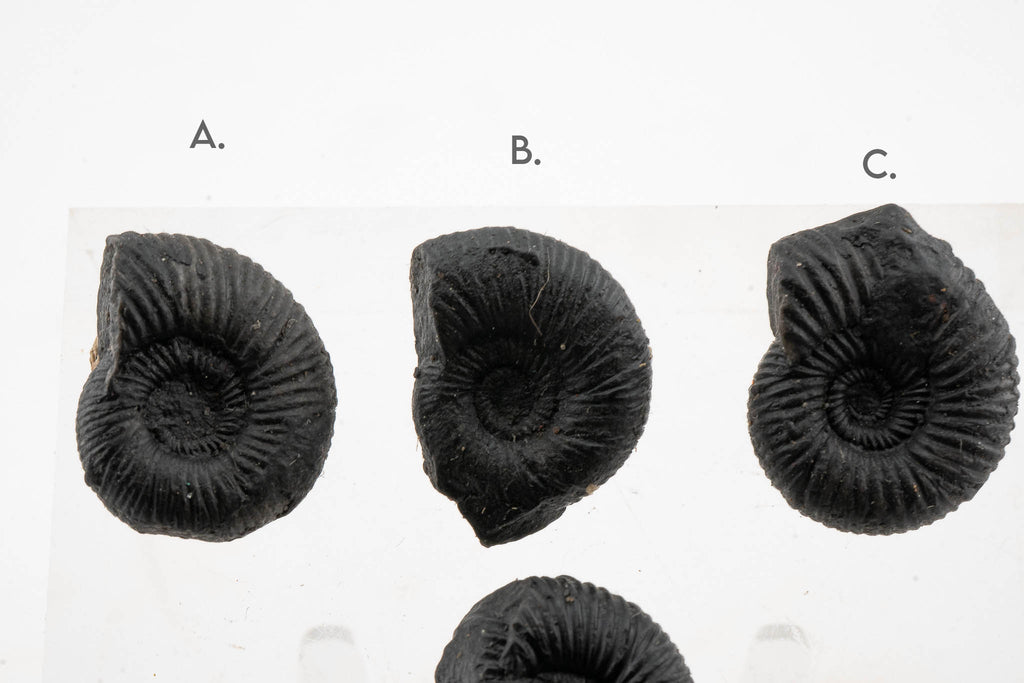 Black Ammonite Fossil - Small