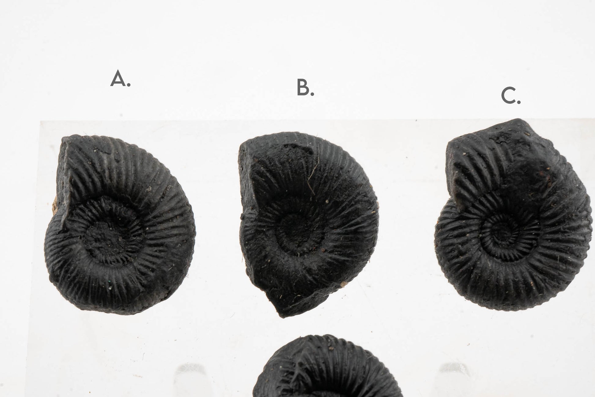 Black Ammonite Fossil - Small