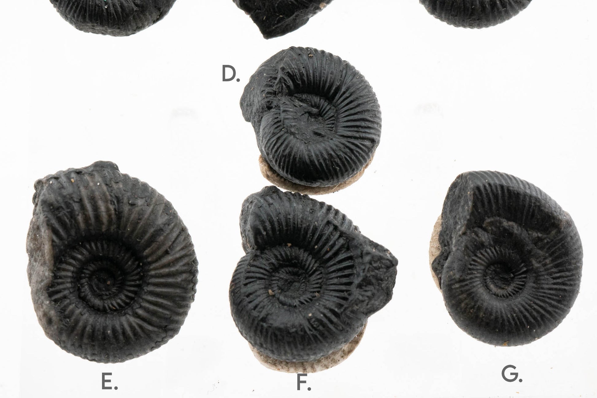 Black Ammonite Fossil - Small