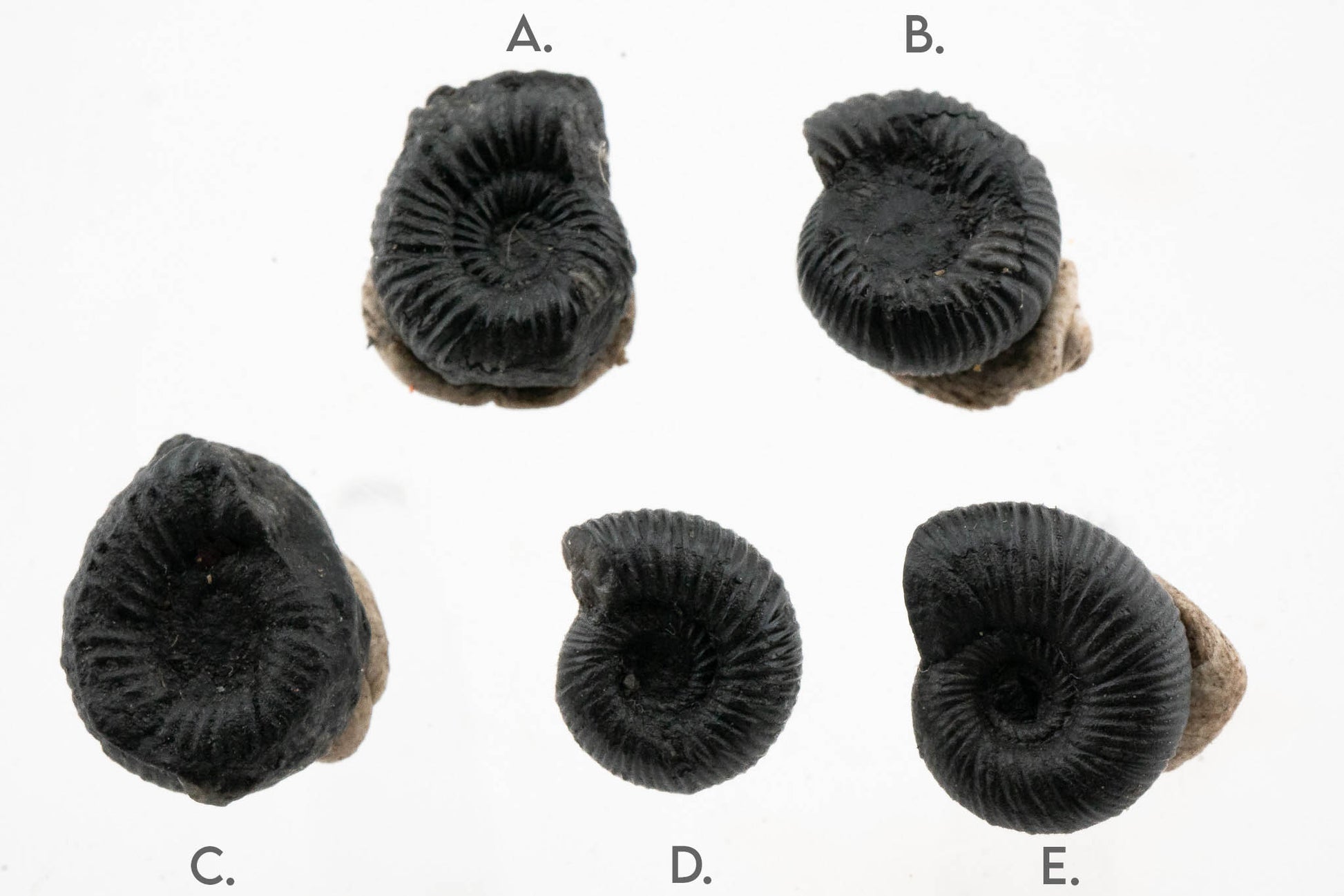 Black Ammonite Fossil - Extra Small
