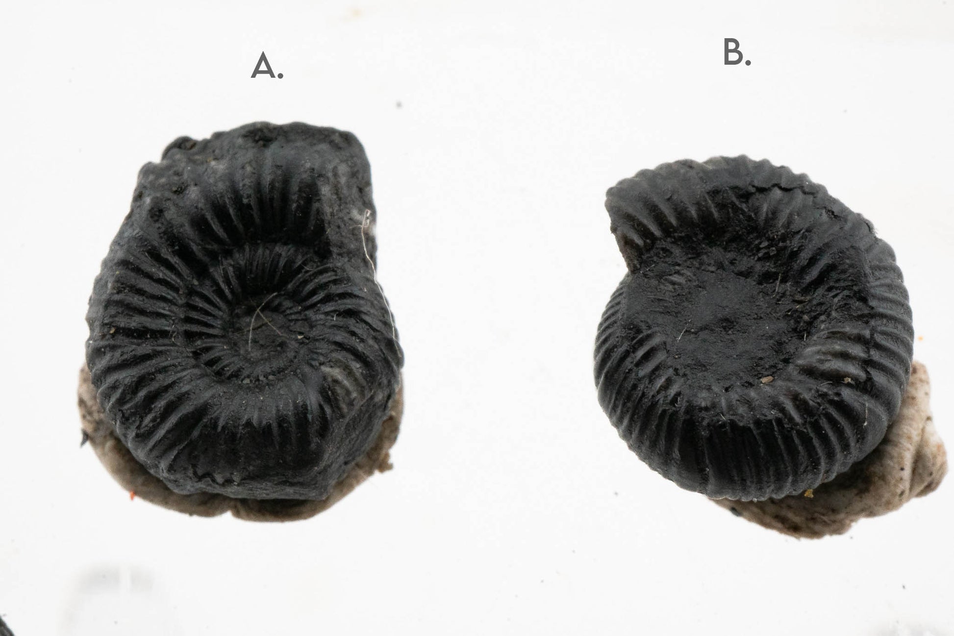 Black Ammonite Fossil - Extra Small
