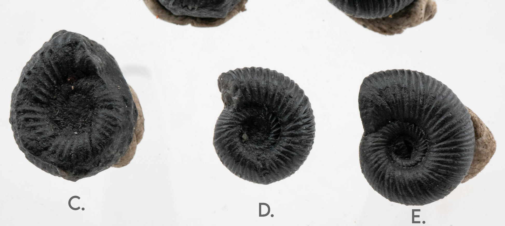 Black Ammonite Fossil - Extra Small