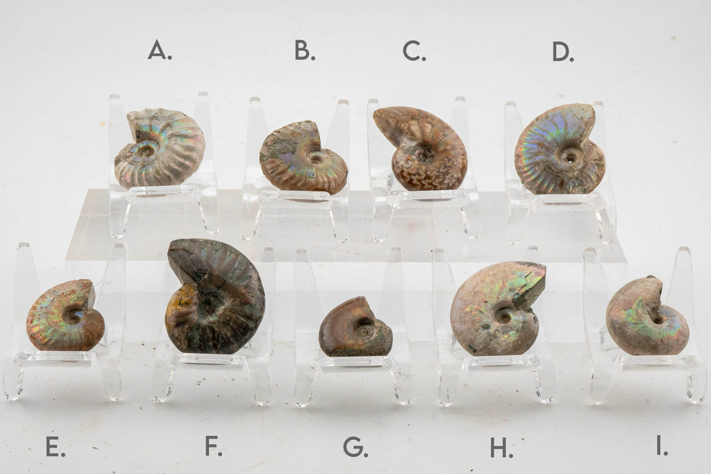 Iridescent Ammonite Fossil - Madagascar