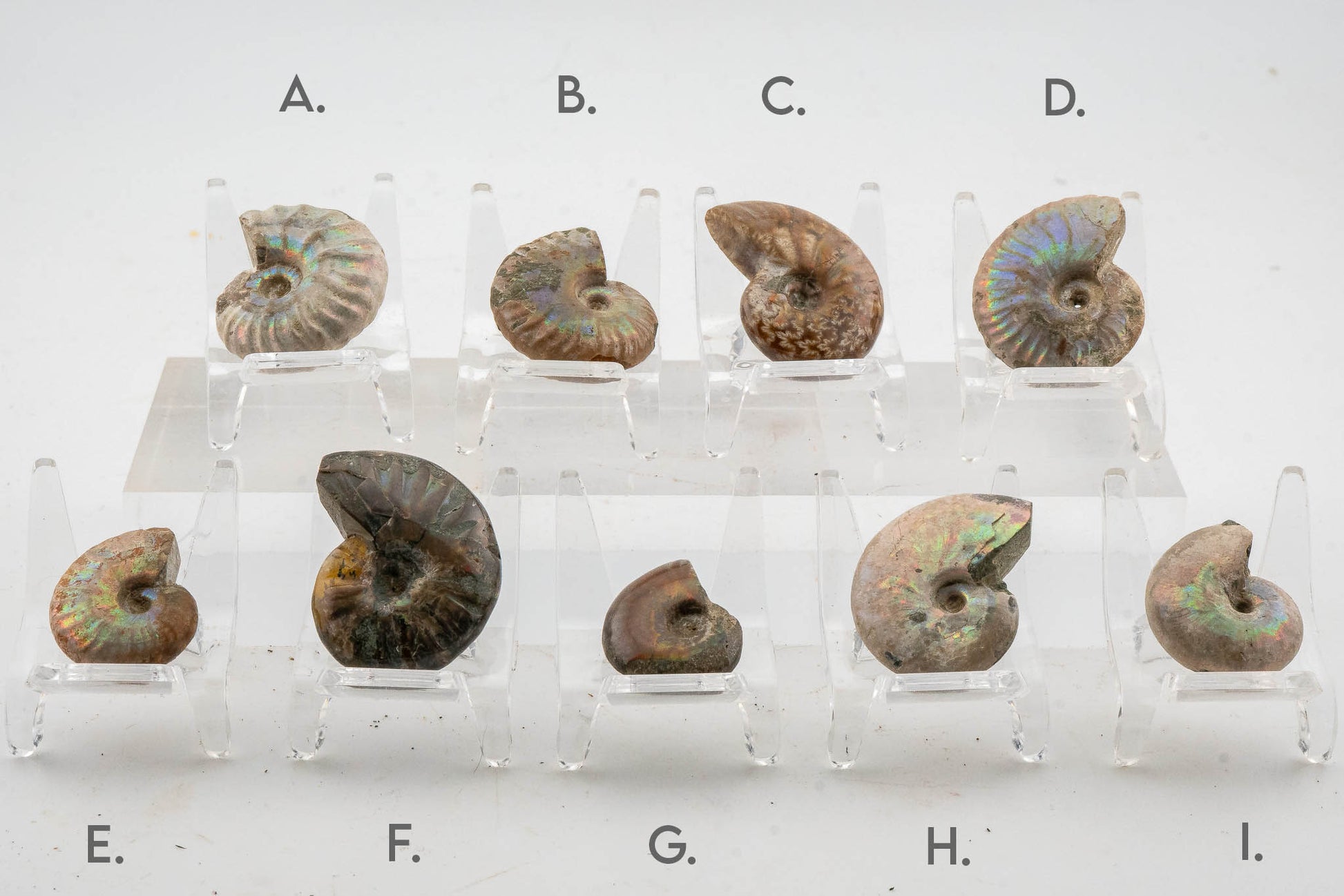 Iridescent Ammonite Fossil - Madagascar